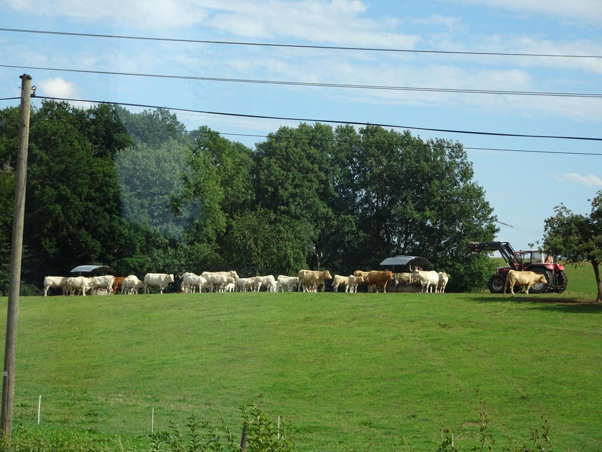 Urlaub Mit Hund Auf Dem Bauernhof Hofswald Appartement Euscheid Buitenkant foto