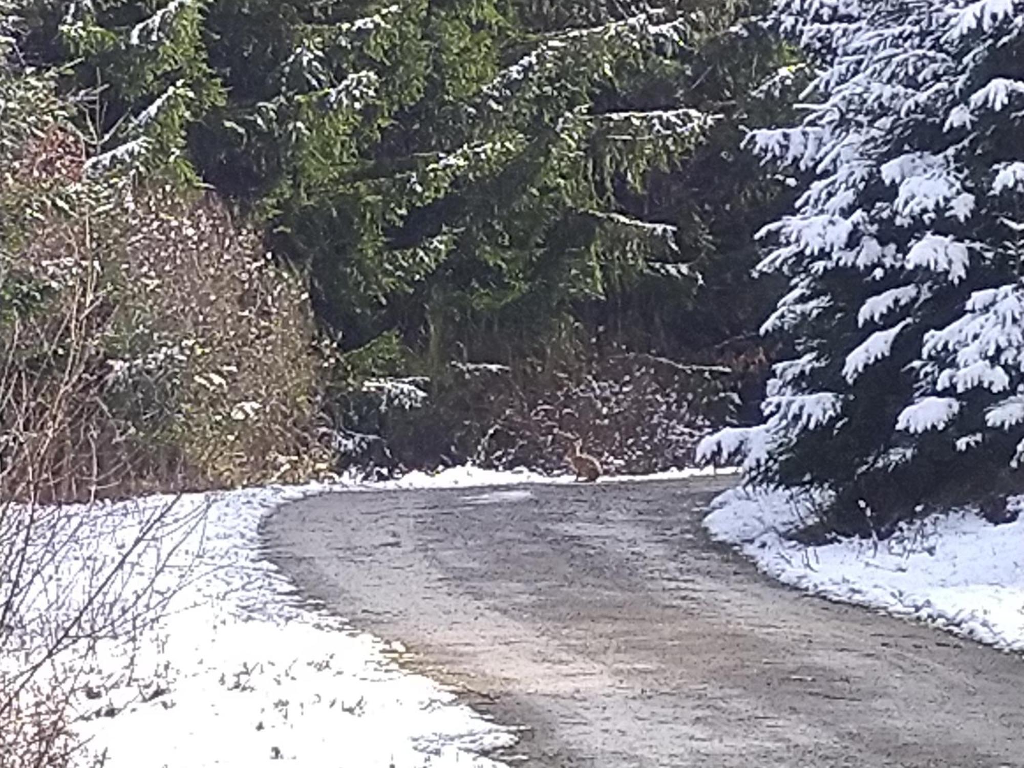 Urlaub Mit Hund Auf Dem Bauernhof Hofswald Appartement Euscheid Buitenkant foto