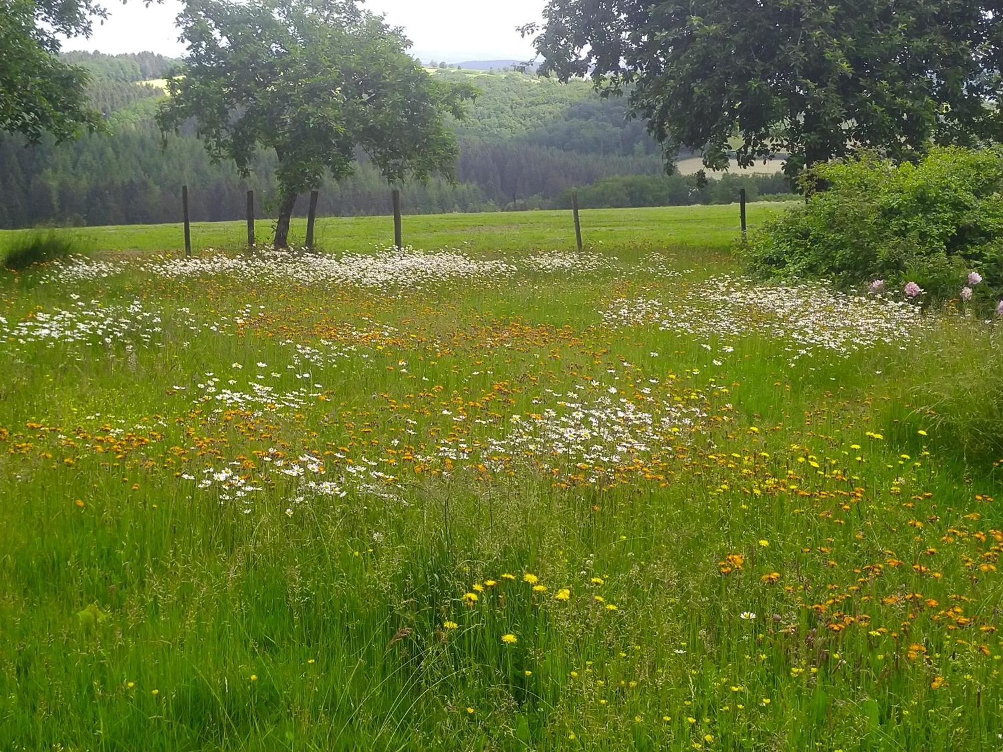 Urlaub Mit Hund Auf Dem Bauernhof Hofswald Appartement Euscheid Buitenkant foto