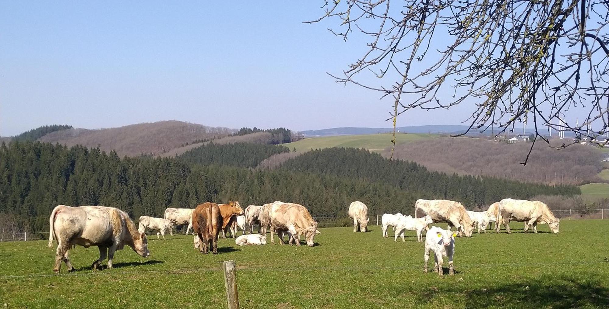 Urlaub Mit Hund Auf Dem Bauernhof Hofswald Appartement Euscheid Buitenkant foto