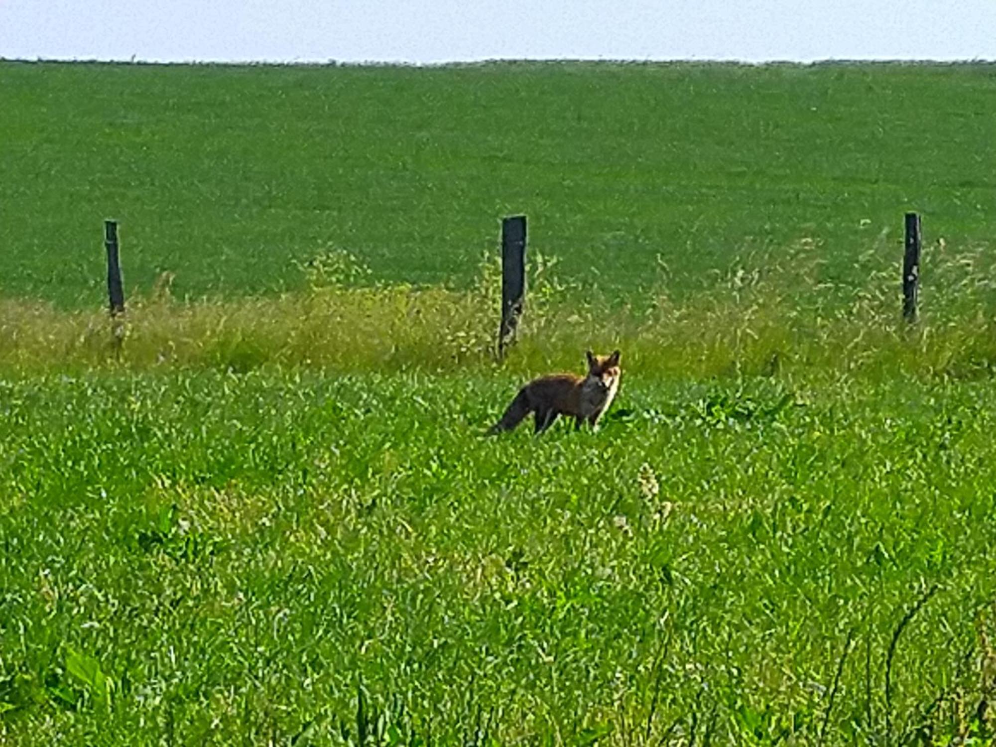 Urlaub Mit Hund Auf Dem Bauernhof Hofswald Appartement Euscheid Buitenkant foto