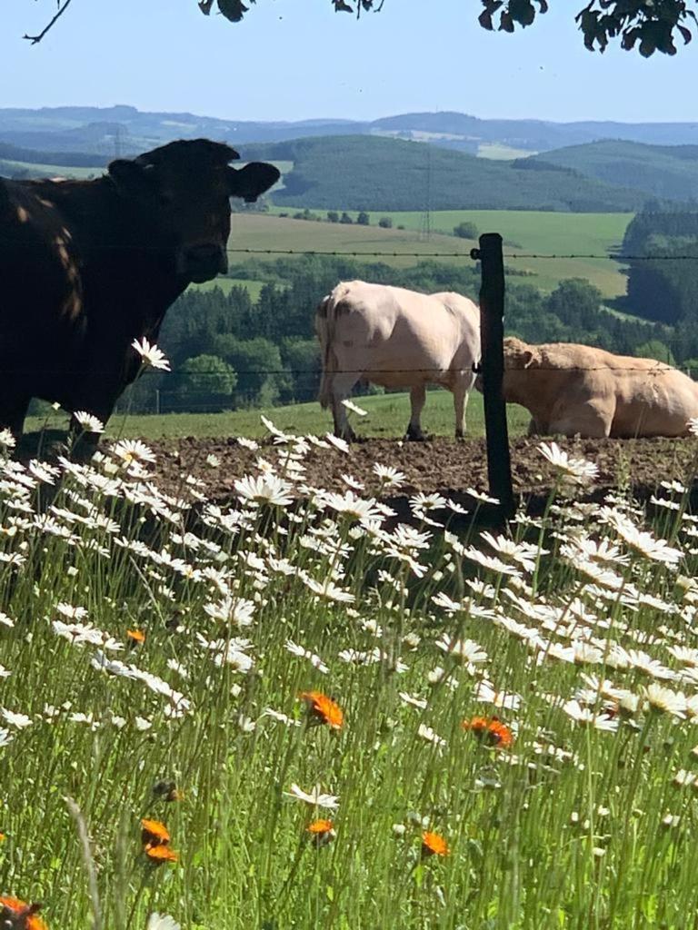 Urlaub Mit Hund Auf Dem Bauernhof Hofswald Appartement Euscheid Buitenkant foto
