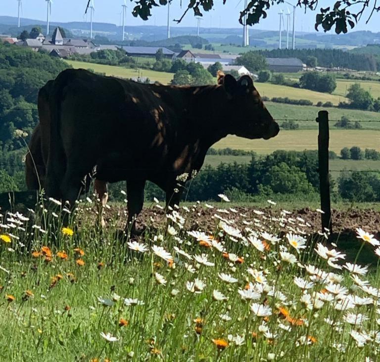 Urlaub Mit Hund Auf Dem Bauernhof Hofswald Appartement Euscheid Buitenkant foto