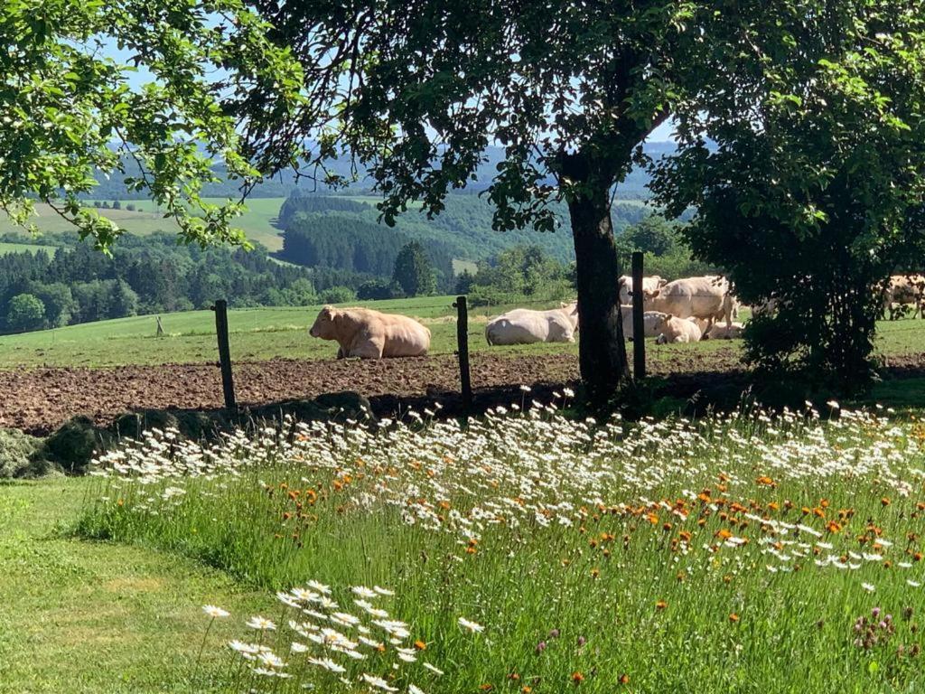Urlaub Mit Hund Auf Dem Bauernhof Hofswald Appartement Euscheid Buitenkant foto