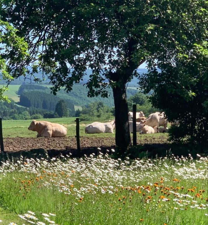 Urlaub Mit Hund Auf Dem Bauernhof Hofswald Appartement Euscheid Buitenkant foto