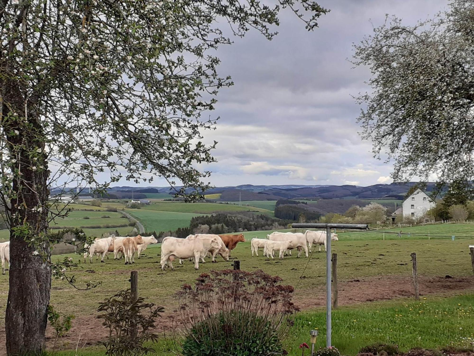 Urlaub Mit Hund Auf Dem Bauernhof Hofswald Appartement Euscheid Buitenkant foto