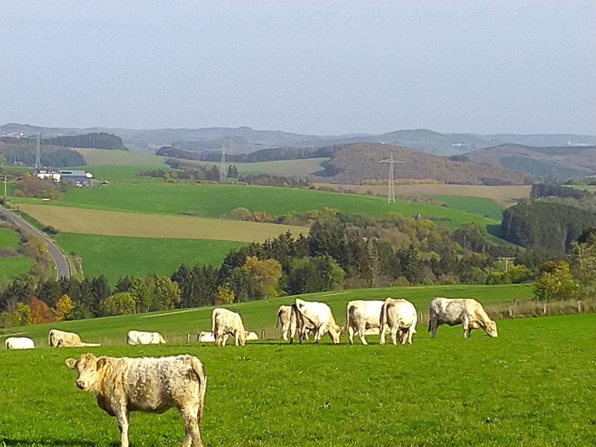 Urlaub Mit Hund Auf Dem Bauernhof Hofswald Appartement Euscheid Buitenkant foto