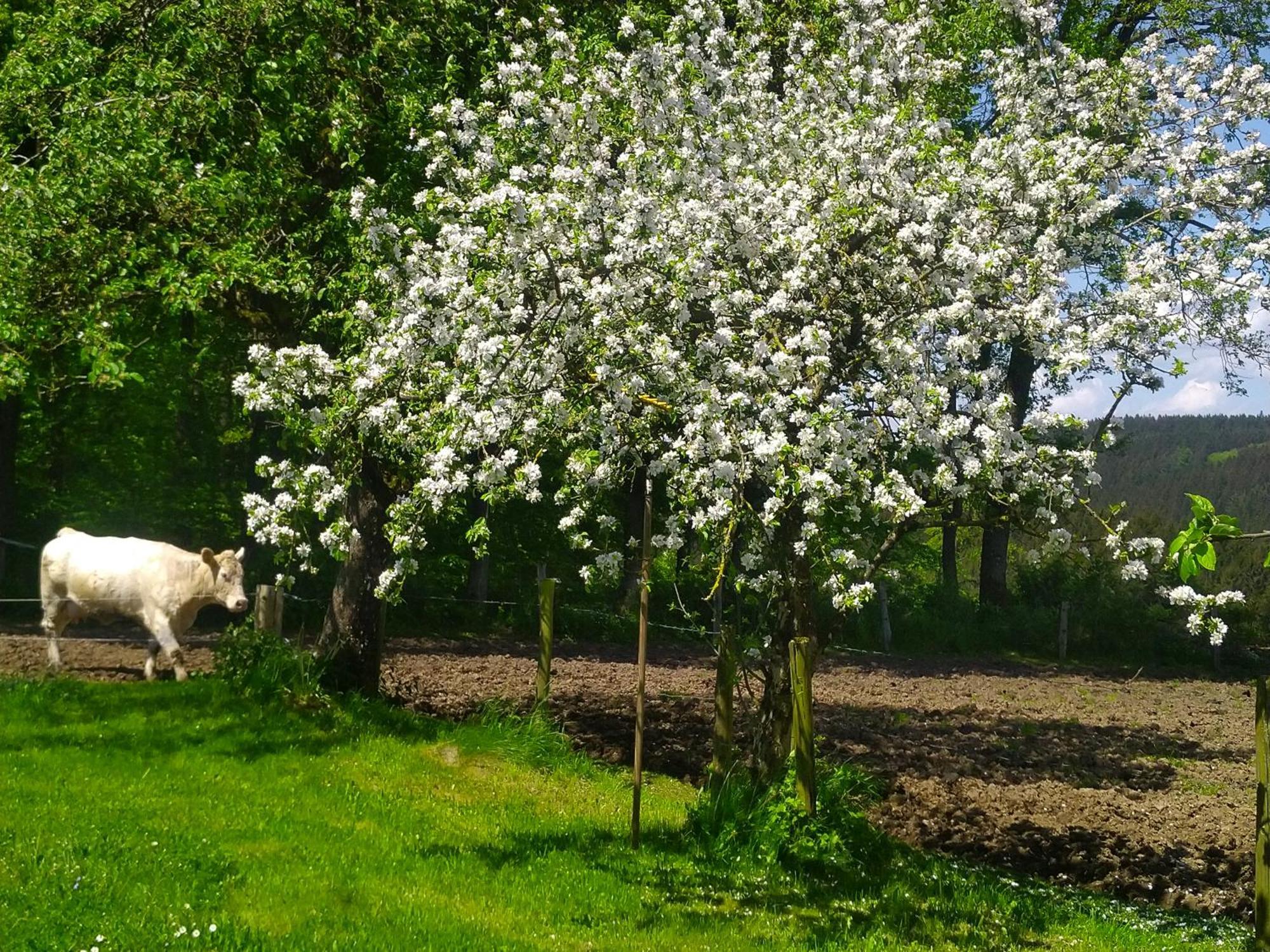 Urlaub Mit Hund Auf Dem Bauernhof Hofswald Appartement Euscheid Buitenkant foto